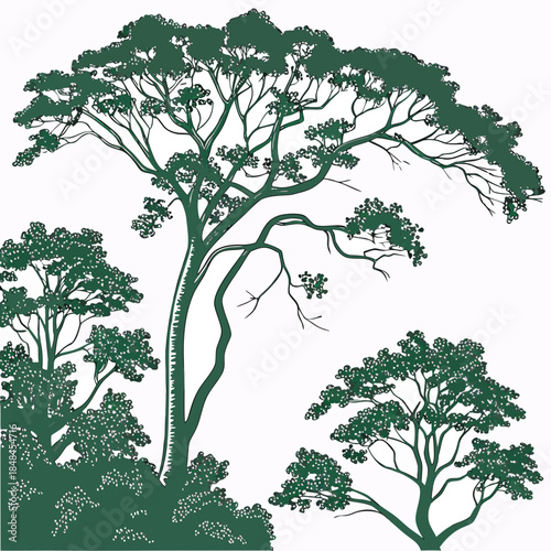 Tall tropical trees in a rainforest canopy green foliage