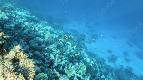 School of striped tropical reef Heniochus fish swimming along coral slope in clear blue water