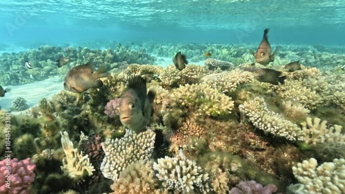 Close underwater view of Pomacentridae fish approaching and looking to the camera above coral reef