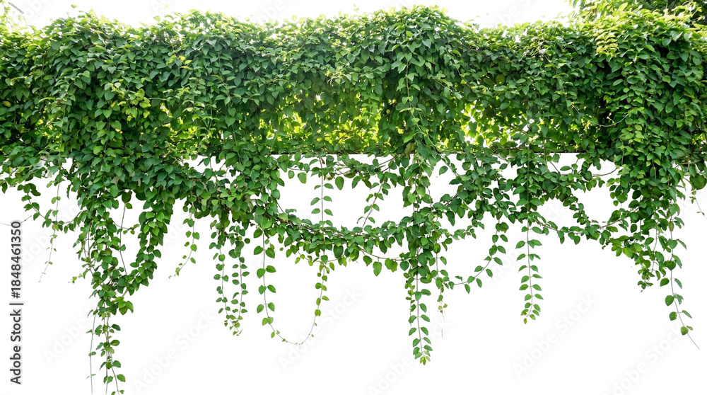 Obraz premium green tree branches