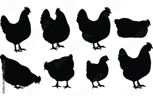 Eight black chicken silhouettes in various poses on white background fowl bird