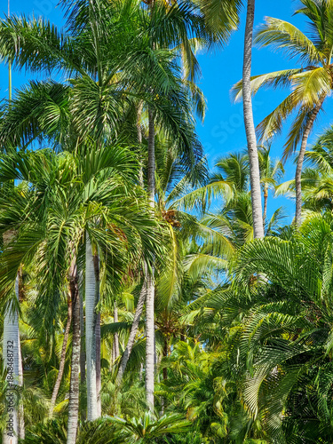 Palms. Palm trees against a blue sky background.