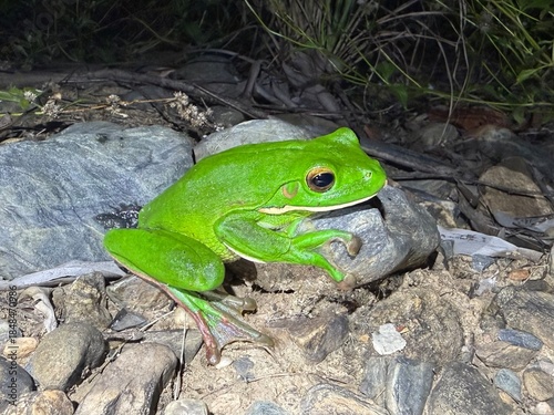 クツワアメガエル,White-lipped tree frog,