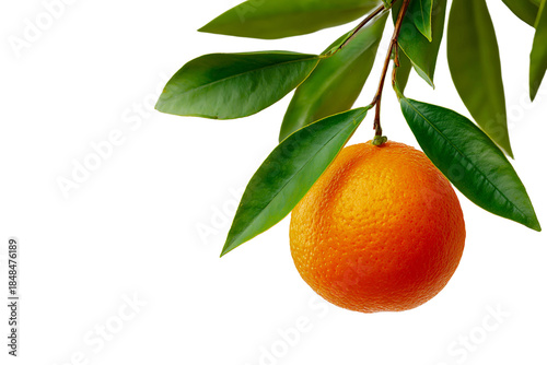 A single fresh orange fruit hangs from its leafy branch against a stark black background