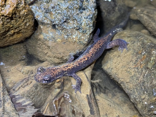 ツクバハコネサンショウウオ,Onychodactylus tsukubaensis