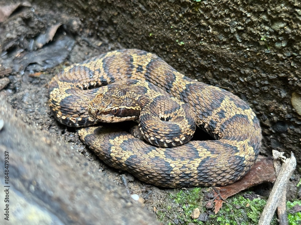 Obraz premium ニホンマムシ,Gloydius blomhoffii