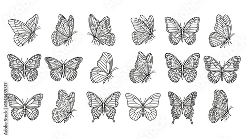 Collection of detailed butterfly illustrations in elegant black lines