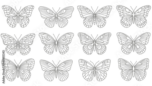 Detailed butterfly illustrations in elegant black and white