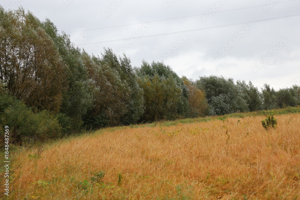 Obraz premium A golden field of dry grass spreads out before a dense tree line under a cloudy autumn sky. Tall trees with thick crowns sway in the wind, creating an atmosphere of a peaceful rural landscape on a glo