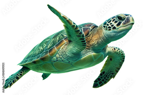 Foto Green sea turtle isolated on a transparent background