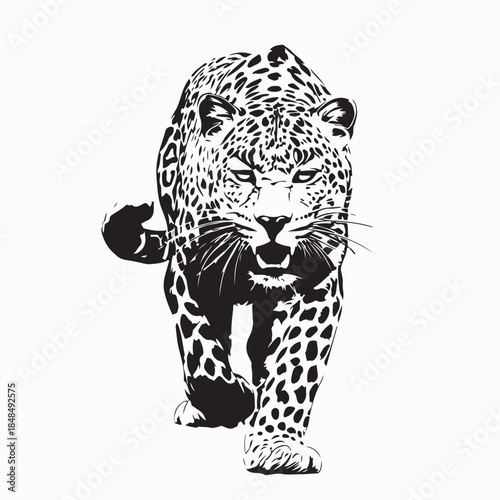 Walking Leopard Hand Drawn Style Image Vector on white Background