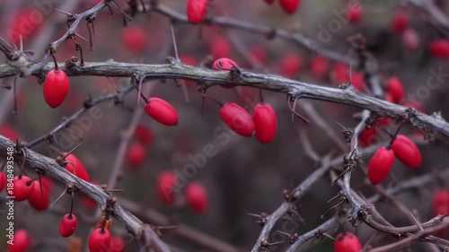 bright red barberry on thorny branches close up
