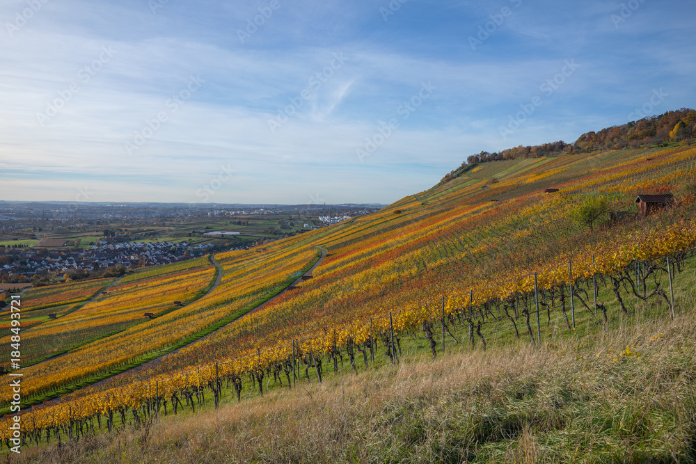 Naklejka premium Weinberge im Remstal bei Kleinheppach, Rems-Murr-Kreis zeigen sich im Herbst in ihrer ganzen Farbenpracht. Beim Sonnenuntergang werden die Weinberge von warmem, tief stehenden Sonnenlicht angestrahlt.