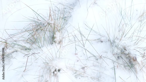focus on tiny grass stalks under fresh crispy snow 