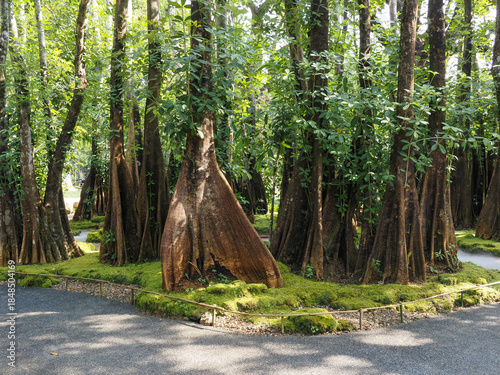 Jungle forest with tropical trees Adventure background