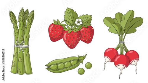 Spring Seasonal Vegetables and Fruits Vector Set
