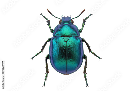 Iridescent green beetle isolated PNG on transparent background, shiny insect with metallic sheen for nature and science projects