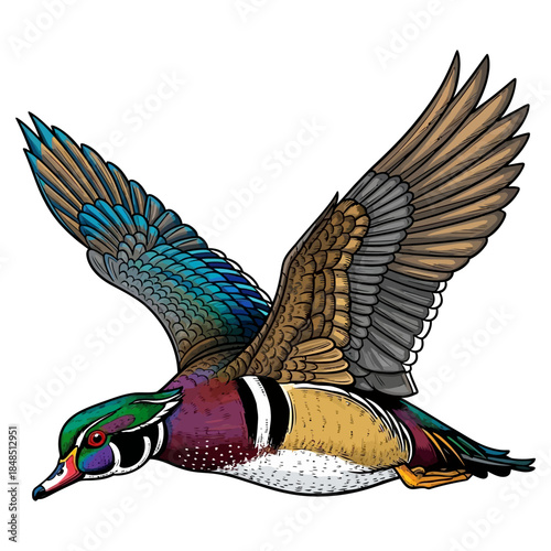 Wood duck drake flying hunting illustration with colorful feathers isolated on white background