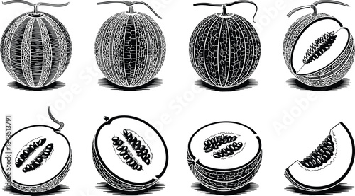 Watermelon Cross Section in Black and White fruit seeds