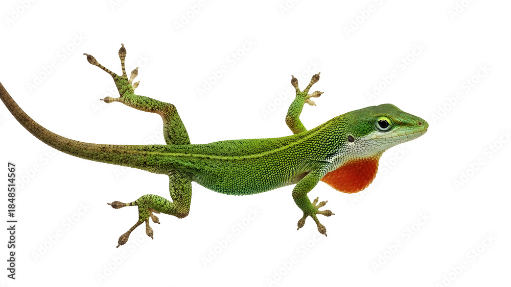 Fototapeta premium Green anole lizard with red throat gorgeous detail on white background
