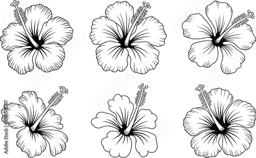 Six black and white hibiscus flower with detailed petals and stamens