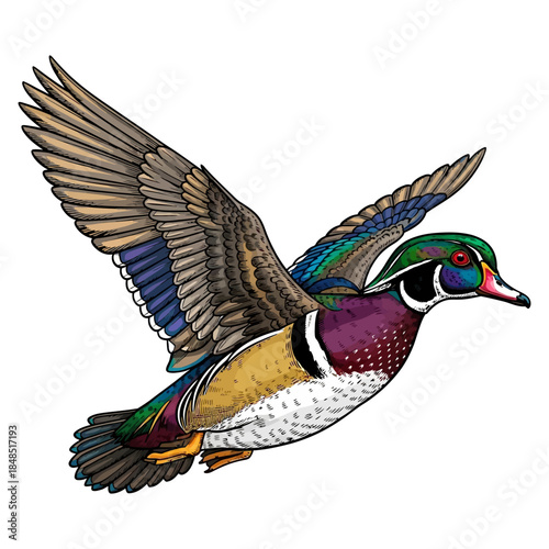 Wood duck drake flying hunting illustration with colorful feathers isolated on white background
