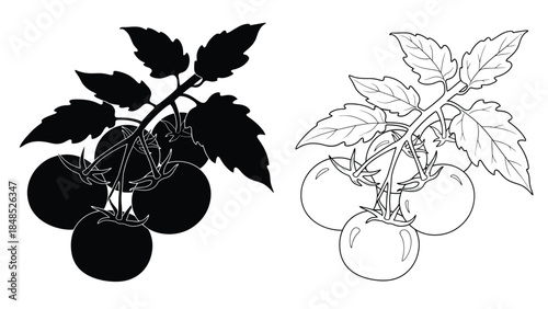 Contrasting tomato plant illustrations one solid black one detailed line art