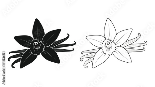 Detailed illustration of vanilla bean flowers in black and white sketch style