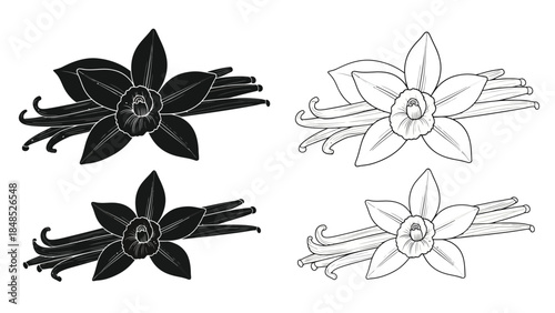 Detailed botanical illustration of vanilla bean flowers in various shades