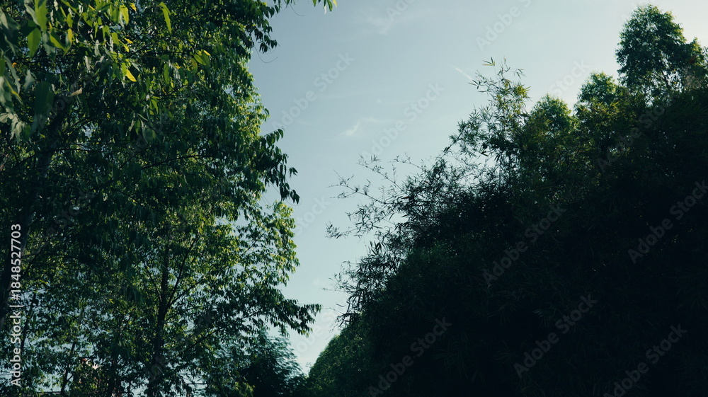 Obraz premium Serene View of Lush Green Trees Against a Bright Sky in a Tranquil Natural Setting