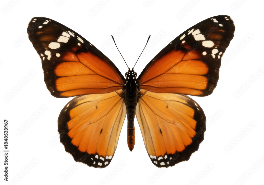 Obraz premium Monarch butterfly PNG isolated on transparent background, orange and black wings with white spots, beautiful insect for design projects