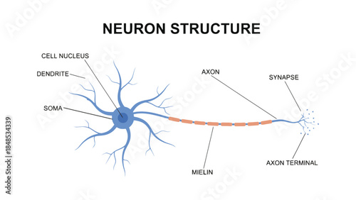 Diagram illustrating the structure of a neuron, showing dendrites, soma, axon, and synapse.