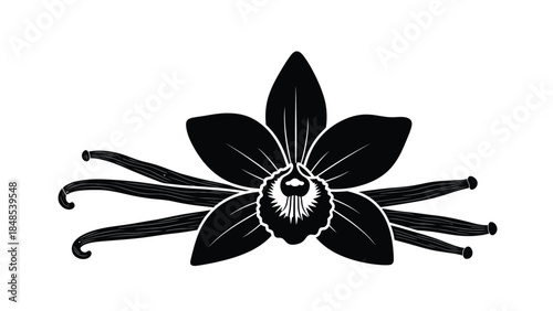 Detailed black and white illustration of a vanilla flower and bean pod
