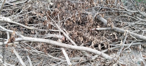 dead tree branches