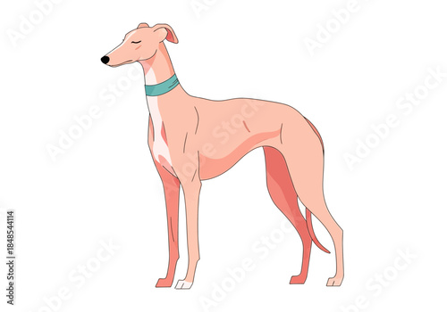 Illustration of a graceful pink greyhound dog with a light blue collar standing in profile