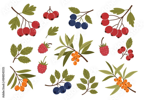 Collection of hand drawn forest and garden berry branches with leaves