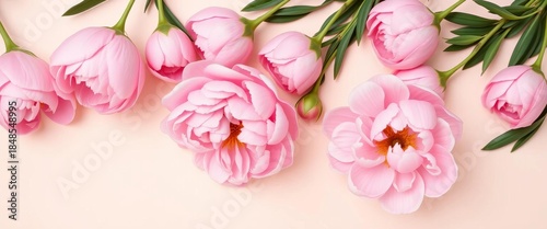 Delicate pink peonies arranged on a soft, light background in a flat lay composition,  background image,  overhead