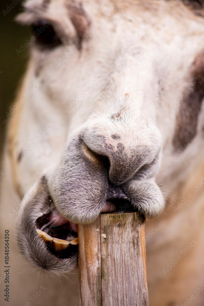 Fototapeta premium Close-Up of a Llama Chewing on a Wooden Stick