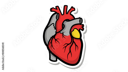 human heart anatomy sketch