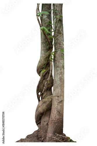 Forest tree trunks with climbing vines twisted liana plant and green leaves  isolated on white background, clipping path included.