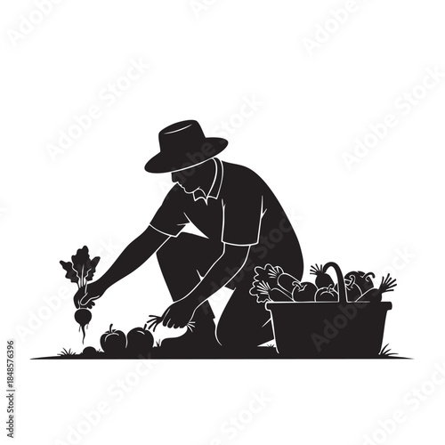 Farmer Harvesting Vegetables Silhouette Garden Work Agricultural Activity Fresh Produce Gathering Crop Collection Rural Life Farm Occupation