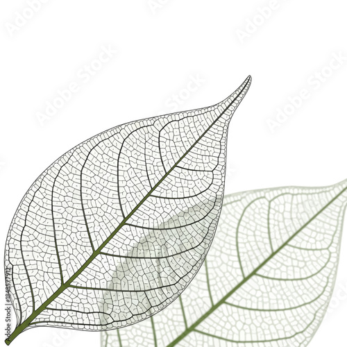 Delicate leaf skeleton silhouette focusing on main subject.