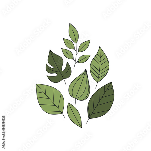 Collection of Green Botanical Leaves Isolated.