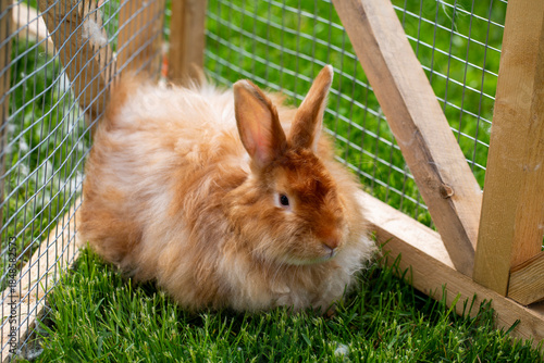 Fluffy Brown Rabbit Sitting in a Grassy Outdoor Enclosure
