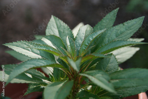 Mediterranean spurge Euphorbia characias plant close up