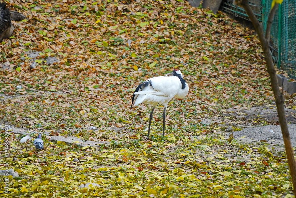 Fototapeta premium A crane walks through the fenced area at the zoo.