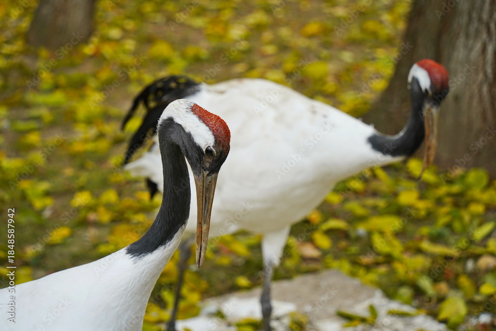 Fototapeta premium A crane walks through the fenced area at the zoo.