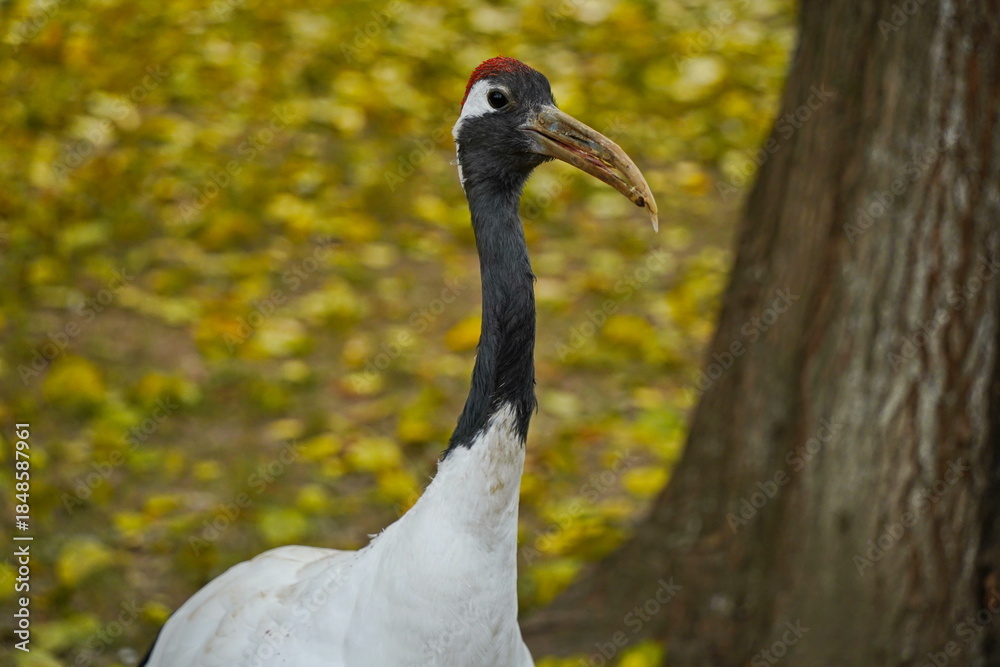Fototapeta premium A crane walks through the fenced area at the zoo.