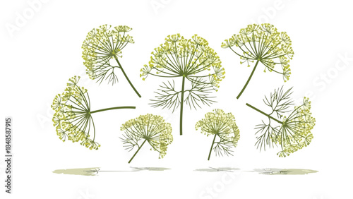 Aesthetic illustration of delicate dill florets and foliage capturing the essence of fresh aromatic herbs in a vibrant green spectrum on a pristine