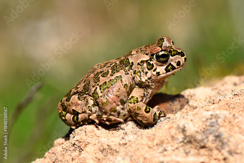 Bild auf Leinwand Side profile of a Mediterranean green toad perched on a rocky surface in Cyprus